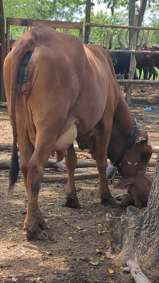 Ng’ombe Wa Maziwa